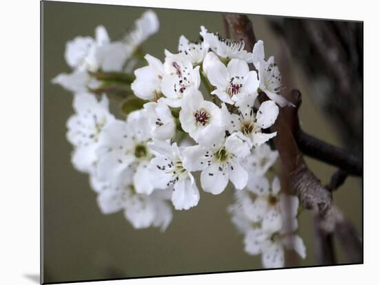 Spring Blooms I-Karen Williams-Mounted Photographic Print