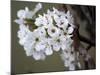 Spring Blooms I-Karen Williams-Mounted Photographic Print