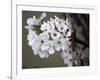 Spring Blooms I-Karen Williams-Framed Photographic Print