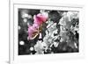 Spring Blooms II-Karen Williams-Framed Photographic Print