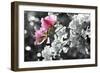 Spring Blooms II-Karen Williams-Framed Photographic Print