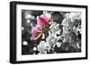 Spring Blooms II-Karen Williams-Framed Photographic Print