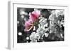 Spring Blooms II-Karen Williams-Framed Photographic Print