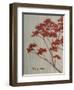 Spring Blooms II-Herb Dickinson-Framed Photographic Print