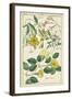 Spring Blooms II-Dietrich-Framed Art Print