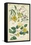 Spring Blooms II-Dietrich-Framed Stretched Canvas