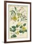 Spring Blooms II-Dietrich-Framed Art Print