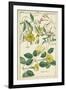 Spring Blooms II-Dietrich-Framed Art Print