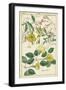 Spring Blooms II-Dietrich-Framed Art Print