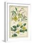 Spring Blooms II-Dietrich-Framed Art Print