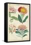 Spring Blooms III-Dietrich-Framed Stretched Canvas