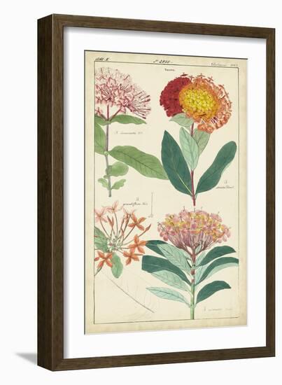 Spring Blooms III-Dietrich-Framed Art Print