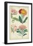 Spring Blooms III-Dietrich-Framed Art Print