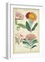 Spring Blooms III-Dietrich-Framed Art Print