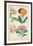 Spring Blooms III-Dietrich-Framed Art Print