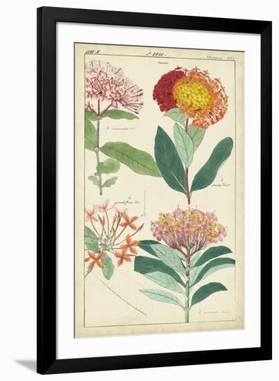 Spring Blooms III-Dietrich-Framed Art Print