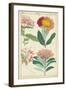 Spring Blooms III-Dietrich-Framed Art Print