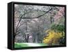 Spring Blooms in Washington Park Arboretum, Seattle, Washington, USA-William Sutton-Framed Stretched Canvas