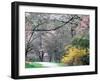 Spring Blooms in Washington Park Arboretum, Seattle, Washington, USA-William Sutton-Framed Premium Photographic Print