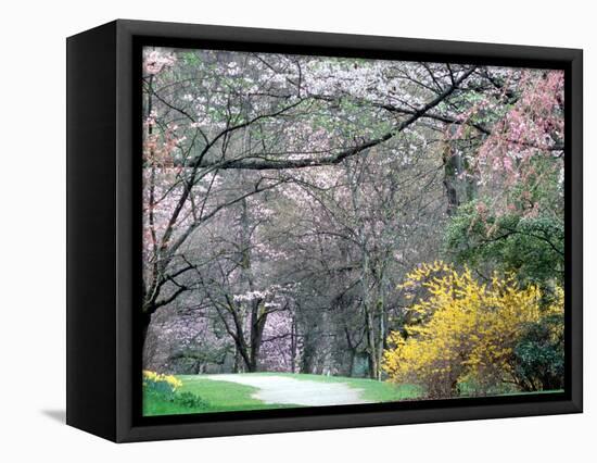 Spring Blooms in Washington Park Arboretum, Seattle, Washington, USA-William Sutton-Framed Stretched Canvas