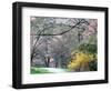 Spring Blooms in Washington Park Arboretum, Seattle, Washington, USA-William Sutton-Framed Photographic Print