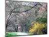 Spring Blooms in Washington Park Arboretum, Seattle, Washington, USA-William Sutton-Mounted Photographic Print