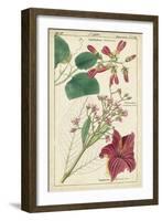 Spring Blooms IV-Dietrich-Framed Art Print