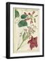 Spring Blooms IV-Dietrich-Framed Art Print