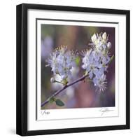 Spring Blooms-Ken Bremer-Framed Limited Edition