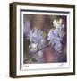 Spring Blooms-Ken Bremer-Framed Limited Edition