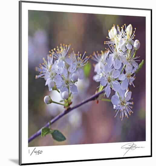 Spring Blooms-Ken Bremer-Mounted Limited Edition