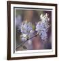 Spring Blooms-Ken Bremer-Framed Limited Edition