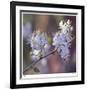 Spring Blooms-Ken Bremer-Framed Limited Edition