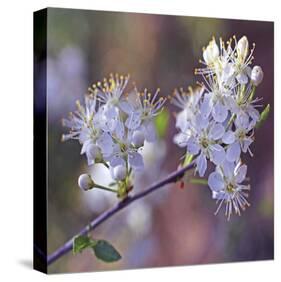 Spring Blooms-Ken Bremer-Stretched Canvas