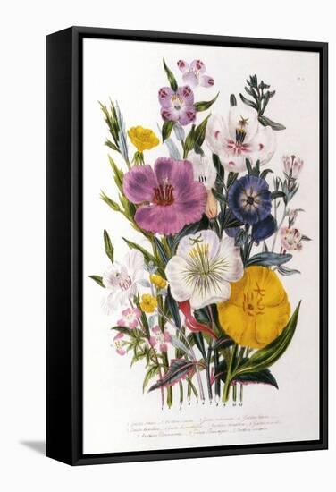 Spring Blooms-Jane W. Loudon-Framed Stretched Canvas