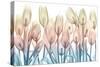 Spring Blooms-Albert Koetsier-Stretched Canvas