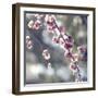 Spring Blooms-Incredi-Framed Giclee Print