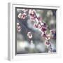 Spring Blooms-Incredi-Framed Giclee Print