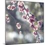 Spring Blooms-Incredi-Mounted Giclee Print