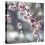Spring Blooms-Incredi-Stretched Canvas