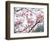 Spring Blossom, 2018-Helen White-Framed Giclee Print