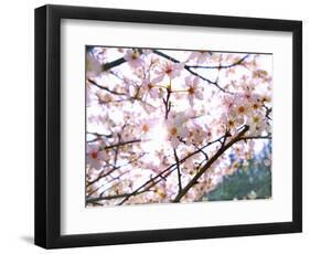 Spring Blossom, 2018-Helen White-Framed Giclee Print