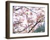 Spring Blossom, 2018-Helen White-Framed Giclee Print