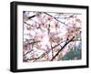 Spring Blossom, 2018-Helen White-Framed Giclee Print