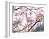 Spring Blossom, 2018-Helen White-Framed Giclee Print