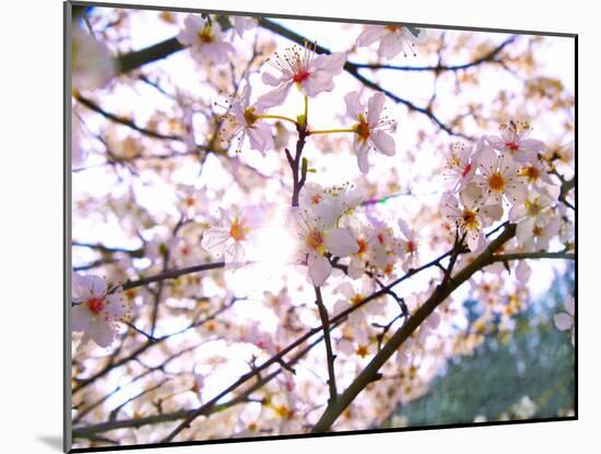 Spring Blossom, 2018-Helen White-Mounted Giclee Print