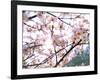 Spring Blossom, 2018-Helen White-Framed Giclee Print