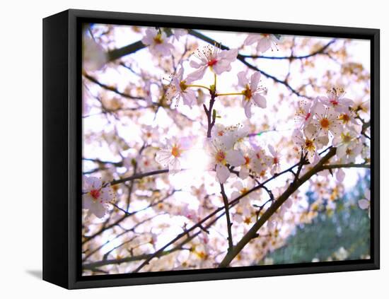 Spring Blossom, 2018-Helen White-Framed Stretched Canvas