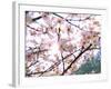 Spring Blossom, 2018-Helen White-Framed Giclee Print