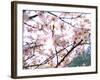 Spring Blossom, 2018-Helen White-Framed Giclee Print